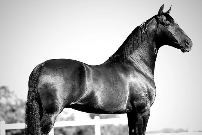 Suspeita de intoxicação alimentar causa a morte de mais de 60 cavalos em haras no interior de AL