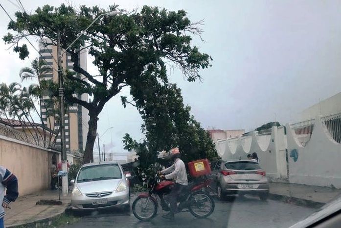 Árvore caiu em cima de veículo