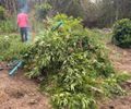PF localiza e erradica plantação com mais de 4 mil pés de maconha no Sertão alagoano