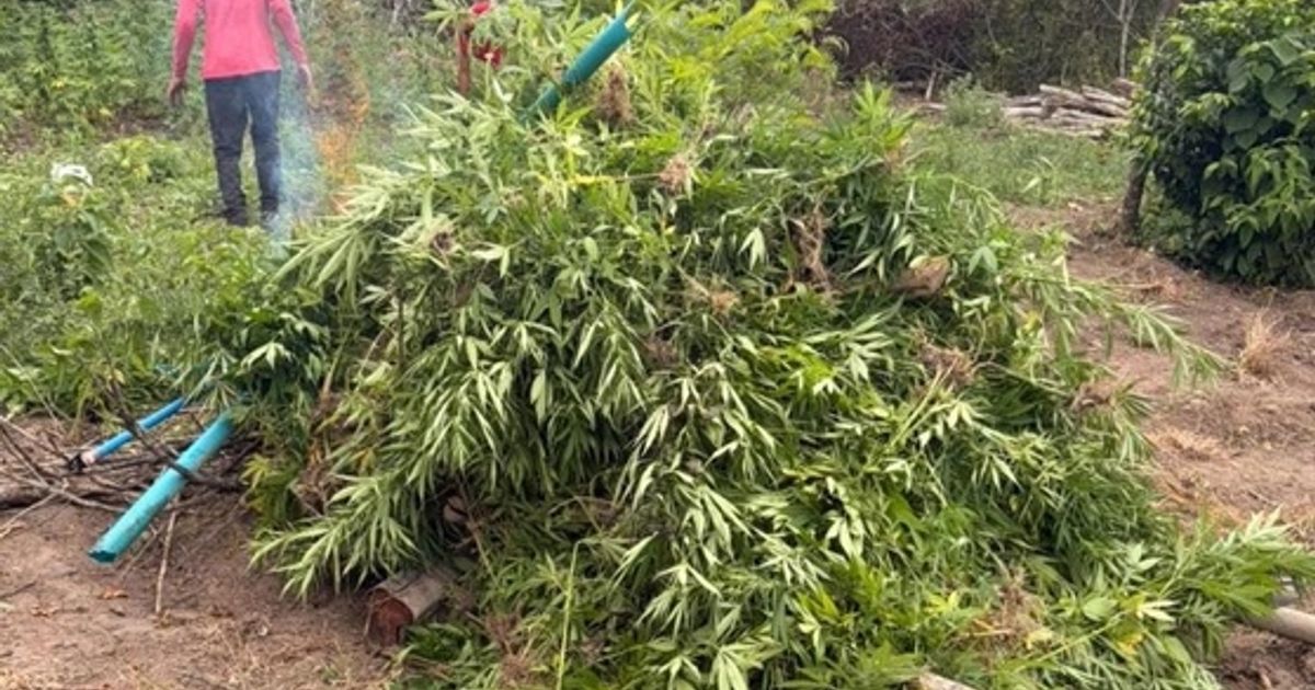 PF localiza e erradica plantação com mais de 4 mil pés de maconha no ...