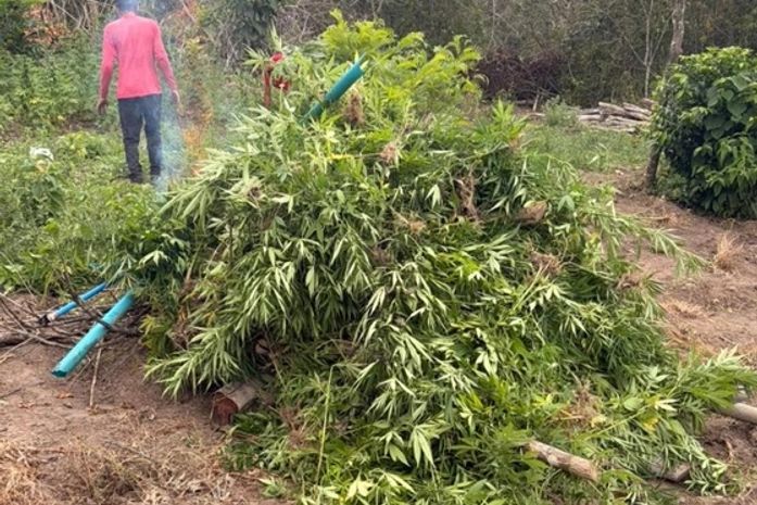 PF localiza e erradica plantação com mais de 4 mil pés de maconha no Sertão alagoano