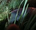Com ferimentos a tiros, homem é encontrado morto dentro de veículo em área de mata na parte alta de Maceió