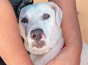 Médico veterinário dá dicas para os cuidados com os pets durante o São João
