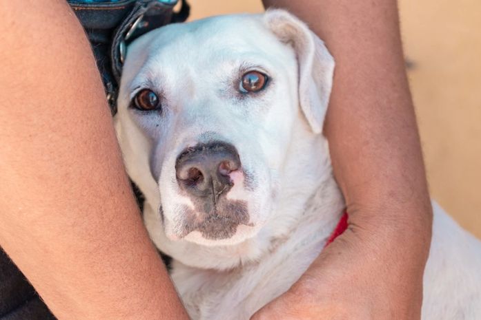 Médico veterinário dá dicas para os cuidados com os pets durante o São João