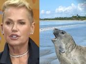 Xuxa cobra justiça pela morte de elefante-marinho, Leôncio, em Alagoas