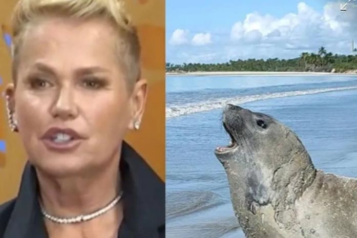 Xuxa cobra justiça pela morte de elefante-marinho, Leôncio, em Alagoas
