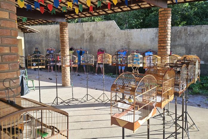 Aves em gaiolas, armas e torneio ilegal: PM realiza série de ações contra crimes ambientais em AL