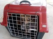 Mulher descobre que gato que criava havia 7 meses era uma jaguatirica