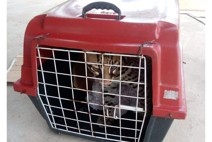 Mulher descobre que gato que criava havia 7 meses era uma jaguatirica