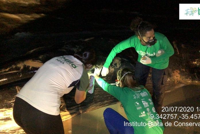 Instituto vai esperar a maré encher para tentar reintroduzir animal ao mar.
