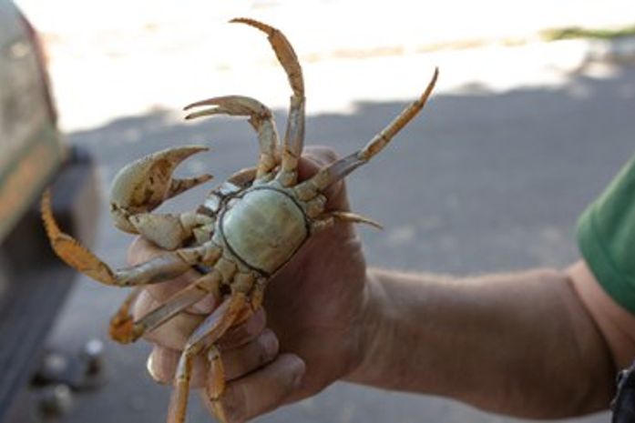 Defeso do caranguejo-uçá em 2026 inicia em 18 de janeiro