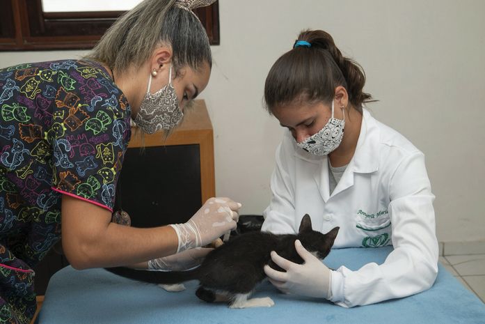 Programa de Acolhimento de Animais conscientiza sobre a importância da vacinação em animais de estimação