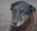 Cão Orelha