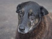 Cão Orelha