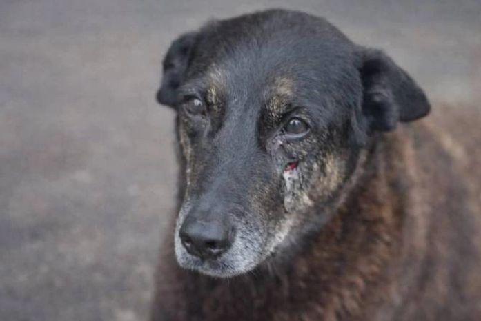 Cão Orelha