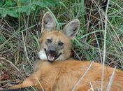 Lobo-guará é flagrado ‘circulando’ em shopping; veja o vídeo!