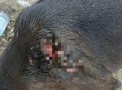 Polícia investiga ataque a faca contra cão comunitário em Maceió