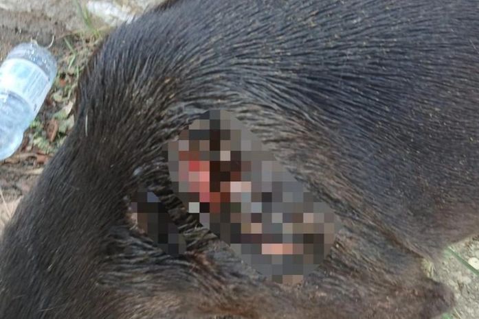 Polícia investiga ataque a faca contra cão comunitário em Maceió