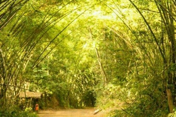 Trilha ecológica no Parque Municipal