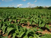 Cultura do fumo resiste no Agreste Alagoano