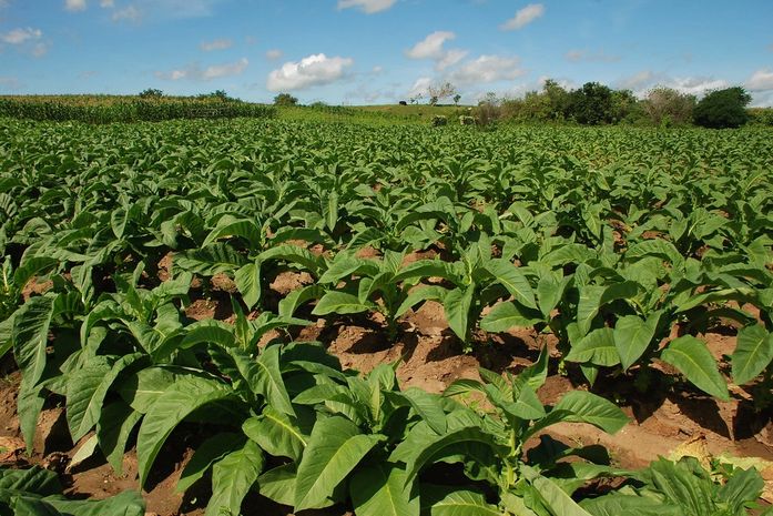 Cultura do fumo resiste no Agreste Alagoano