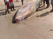 Baleia encalhou na praia da Barra de Santo Antônio