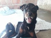 "Dogão" está precisando de doações, segundo informou o Projeto Acolher