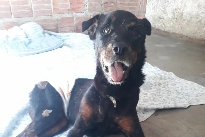 "Dogão" está precisando de doações, segundo informou o Projeto Acolher