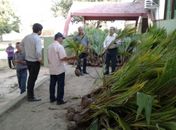 Mudas de coco serão distribuídas