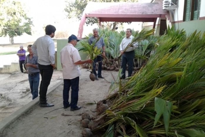 Mudas de coco serão distribuídas