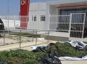 PM apreende cerca de 20 mil pés de maconha em Mata Grande

