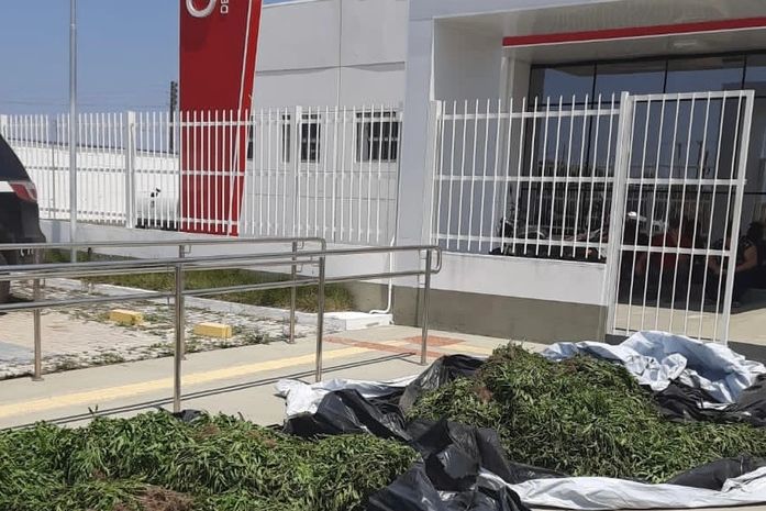 Cerca de 20 mil pés de maconha e armas são apreendidos pela PM-AL, após denúncia