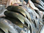 Distribuição de peixes em municípios mantém a tradição para milhares de alagoanos