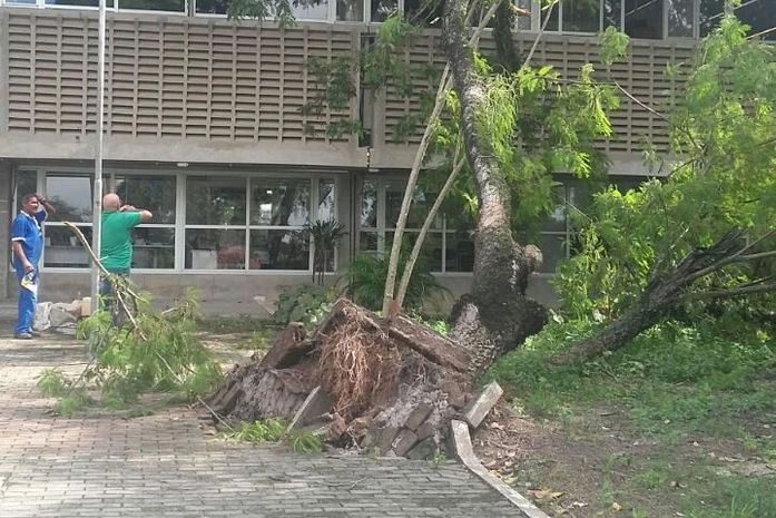 Árvore caiu na Ufal