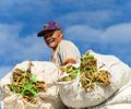 Projeto Maná encerra colheita com mais de 410 toneladas de alimentos e beneficia 1,3 mil famílias em Coruripe