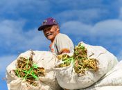 Projeto Maná encerra colheita com mais de 410 toneladas de alimentos e beneficia 1,3 mil famílias em Coruripe