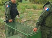 Militares do Batalhão Ambiental resgatam jacaré em Messias