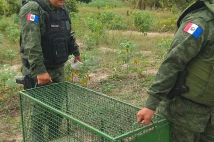 Militares do Batalhão Ambiental resgatam jacaré em Messias
