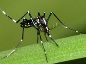 Aedes albopictus