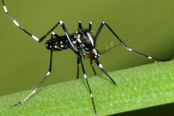 Aedes albopictus