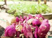 De acordo com Anna Carla Luna, o momento será importante para os agricultores e para as escolas
