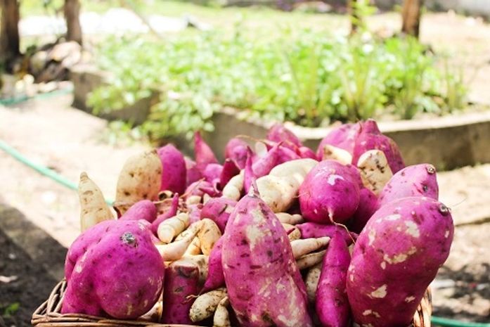 De acordo com Anna Carla Luna, o momento será importante para os agricultores e para as escolas