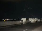 Vídeo: Bois são flagrados ocupando a pista da  AL-220, em Arapiraca