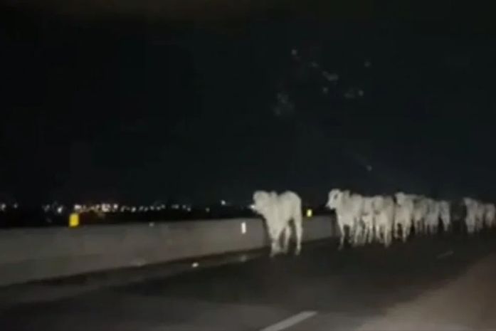 Vídeo: Bois são flagrados ocupando a pista da AL-220, em Arapiraca