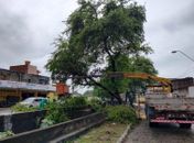 Prefeitura realizou 1.620 serviços de poda de árvores em três meses; saiba como solicitar