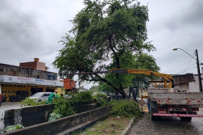 Prefeitura realizou 1.620 serviços de poda de árvores em três meses; saiba como solicitar