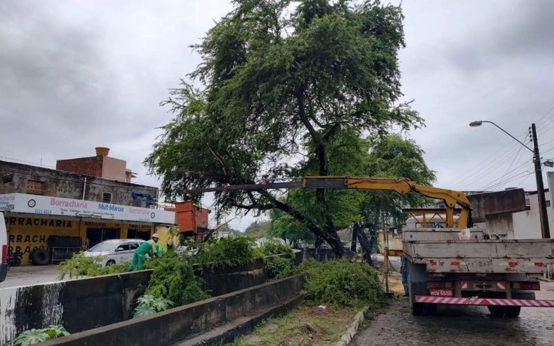 Prefeitura Realizou 1620 Serviços De Poda De árvores Em Três Meses Saiba Como Solicitar 7059