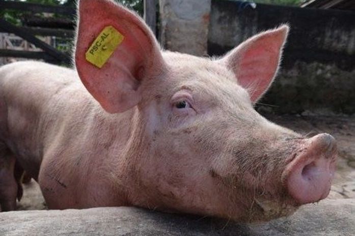Peste Suína: Piranhas convoca produtores para a segunda etapa de vacinação