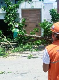 Ventos fortes derrubam árvores e danificam quadra em Maceió