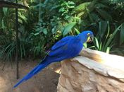 População de animais em florestas cai pela metade desde 1970